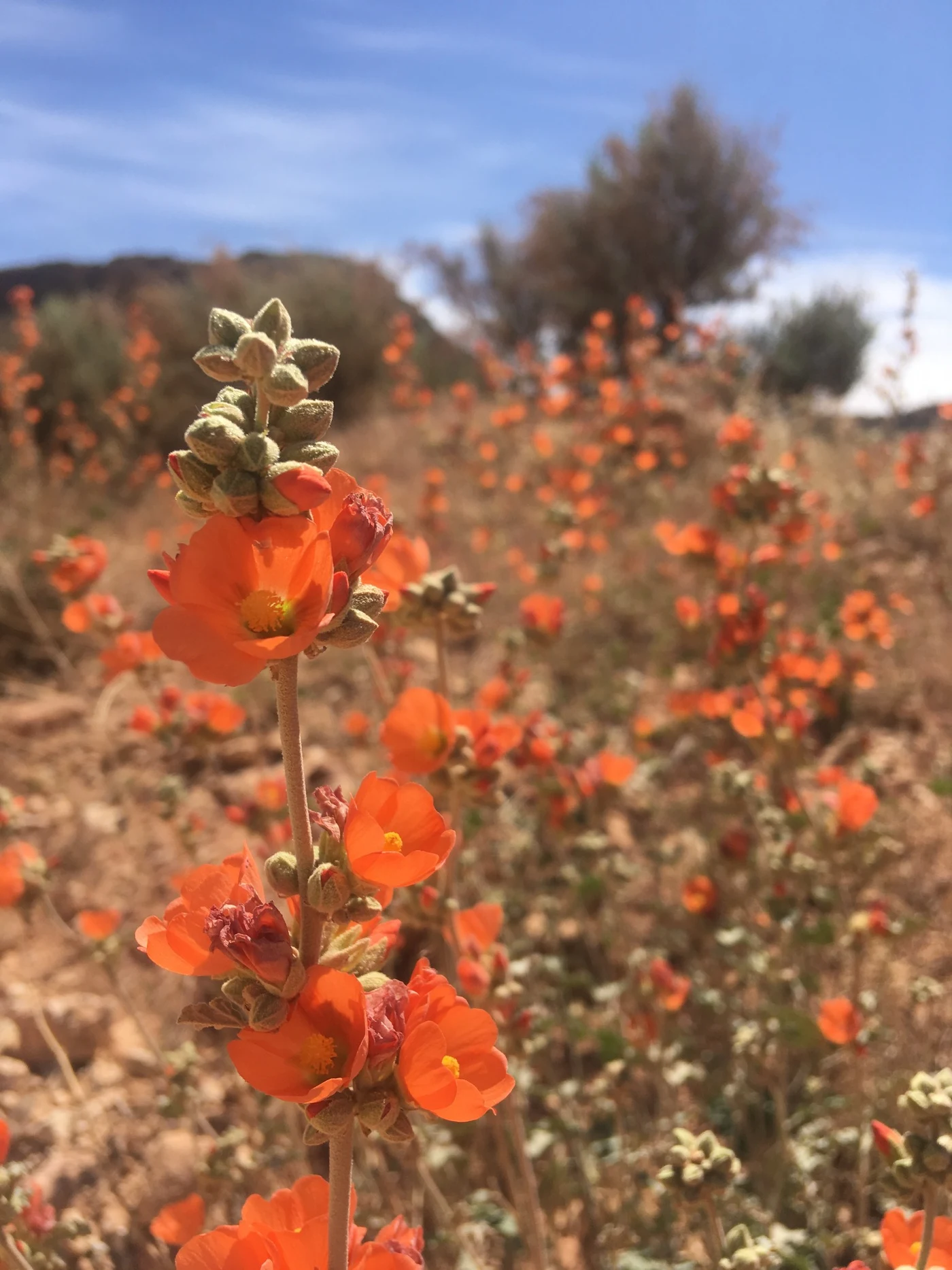 Orange wildflowers in focus among a flowering dryland plant community